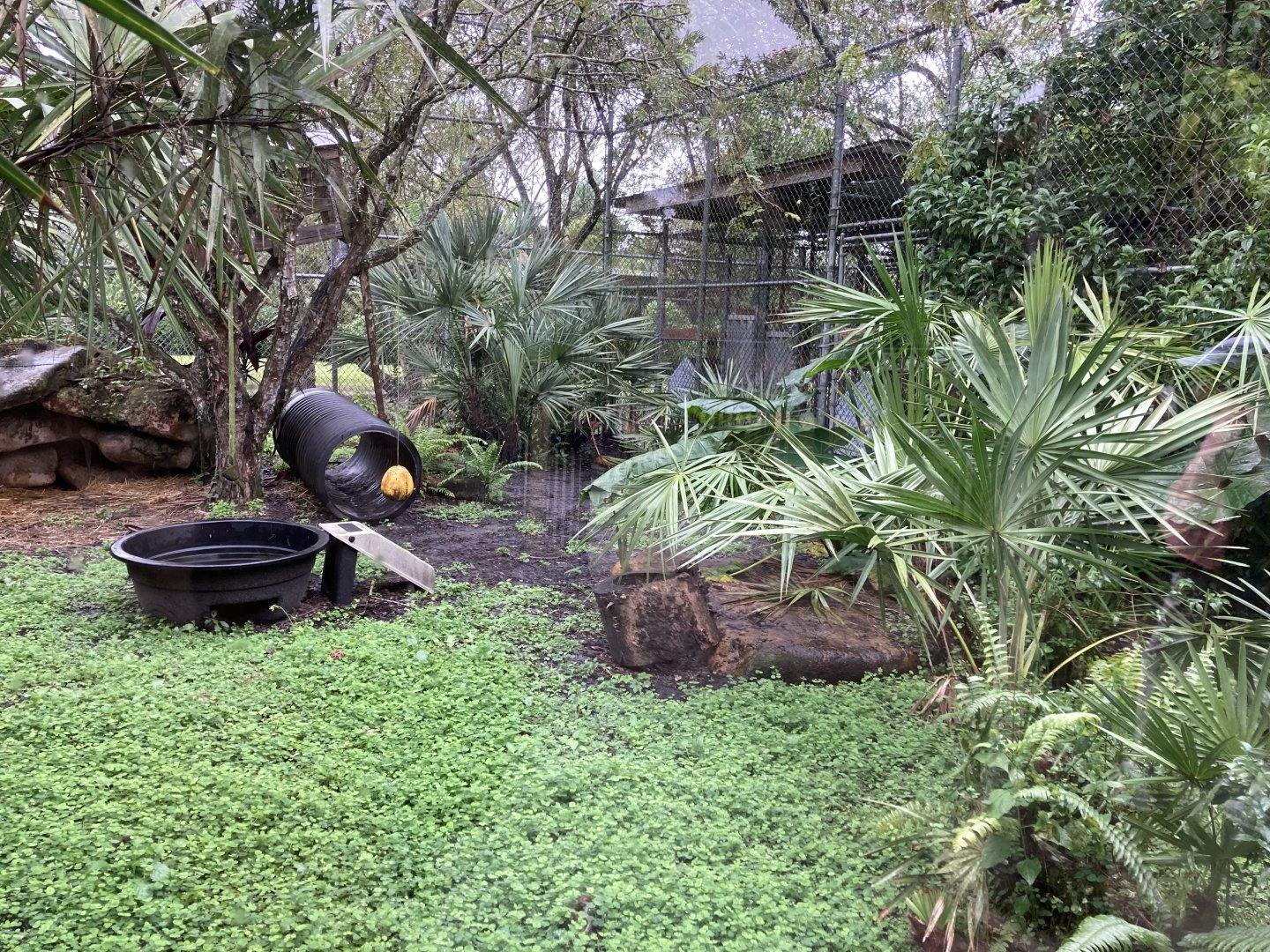 Bobcat Exhibit