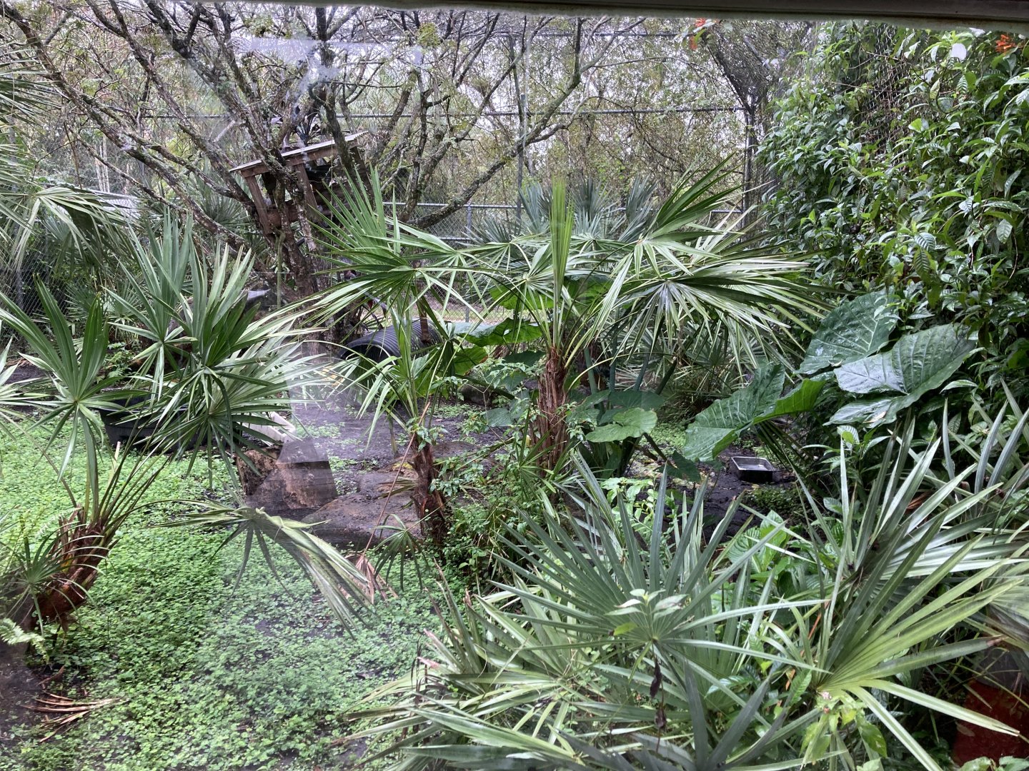 Bobcat Exhibit