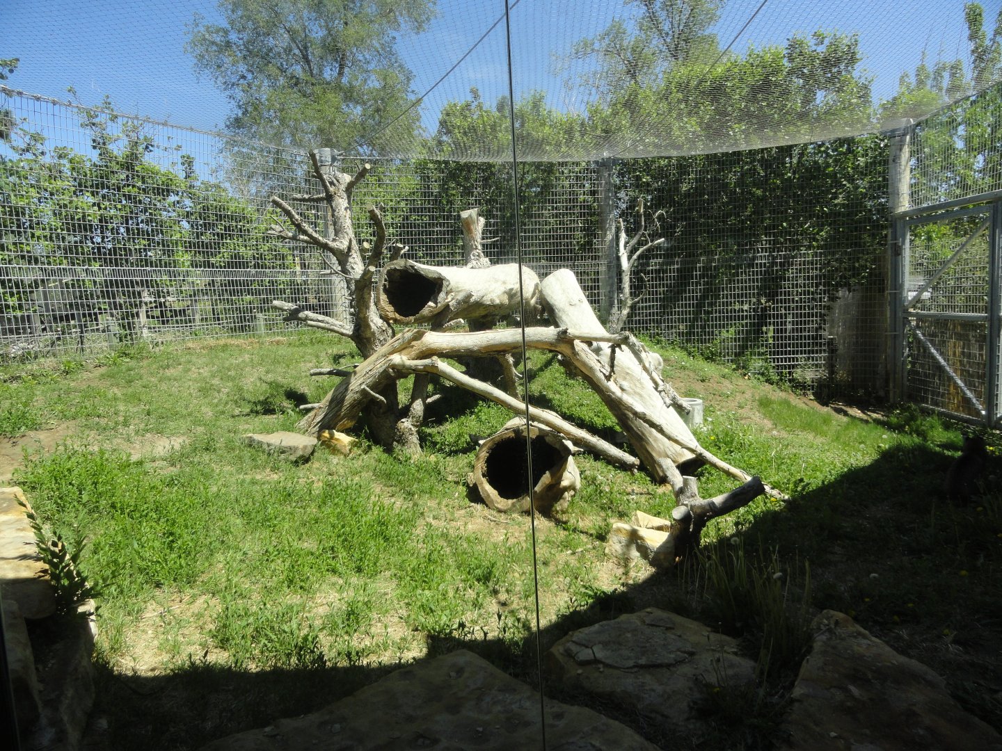 Bobcat Exhibit