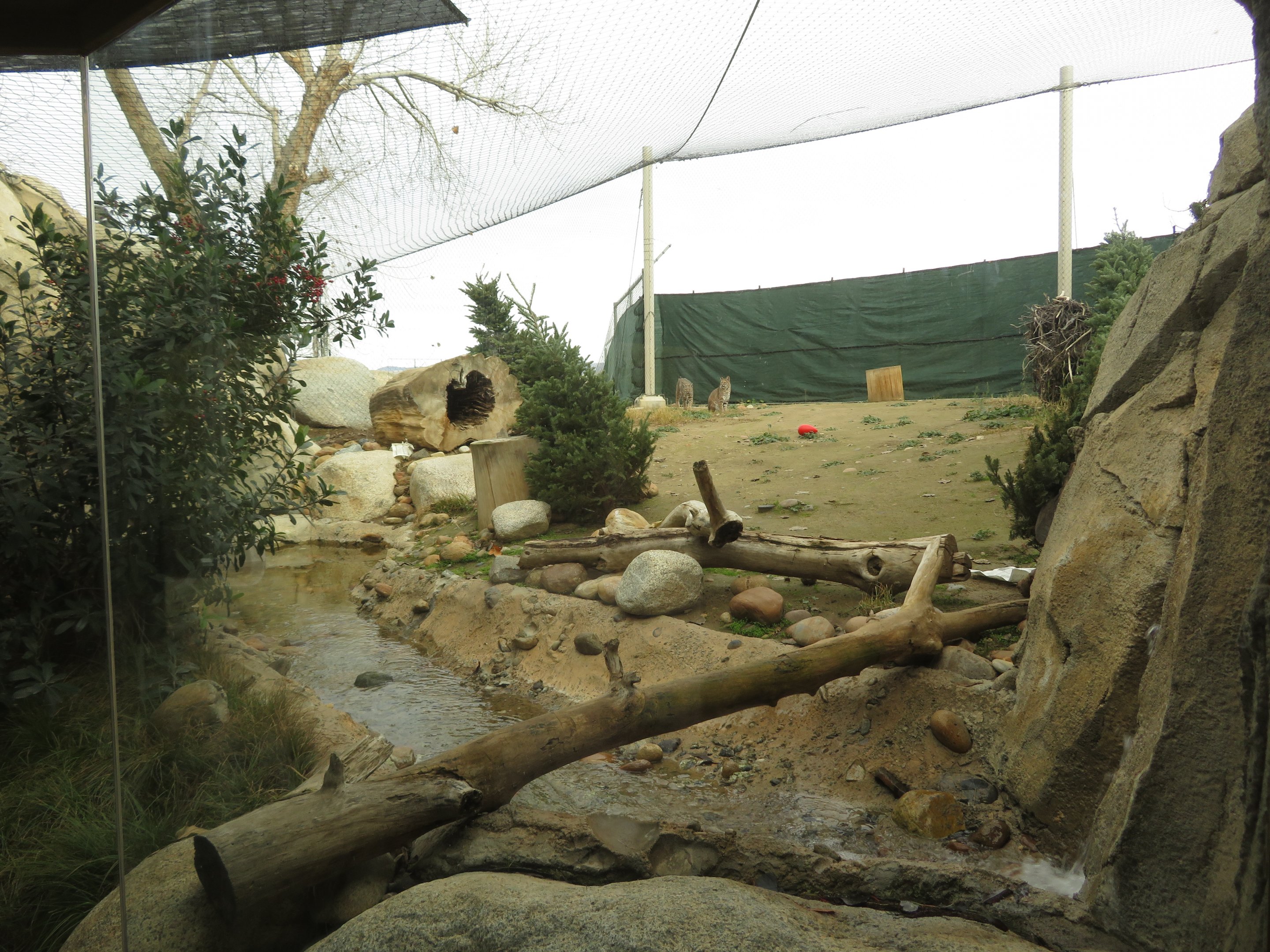 Bobcat Exhibit