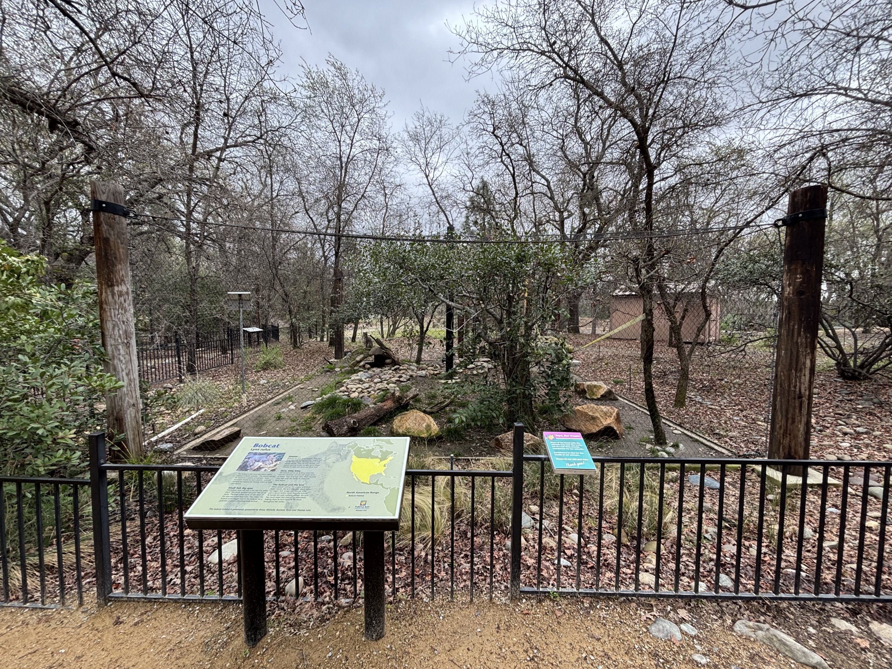 Bobcat Exhibit