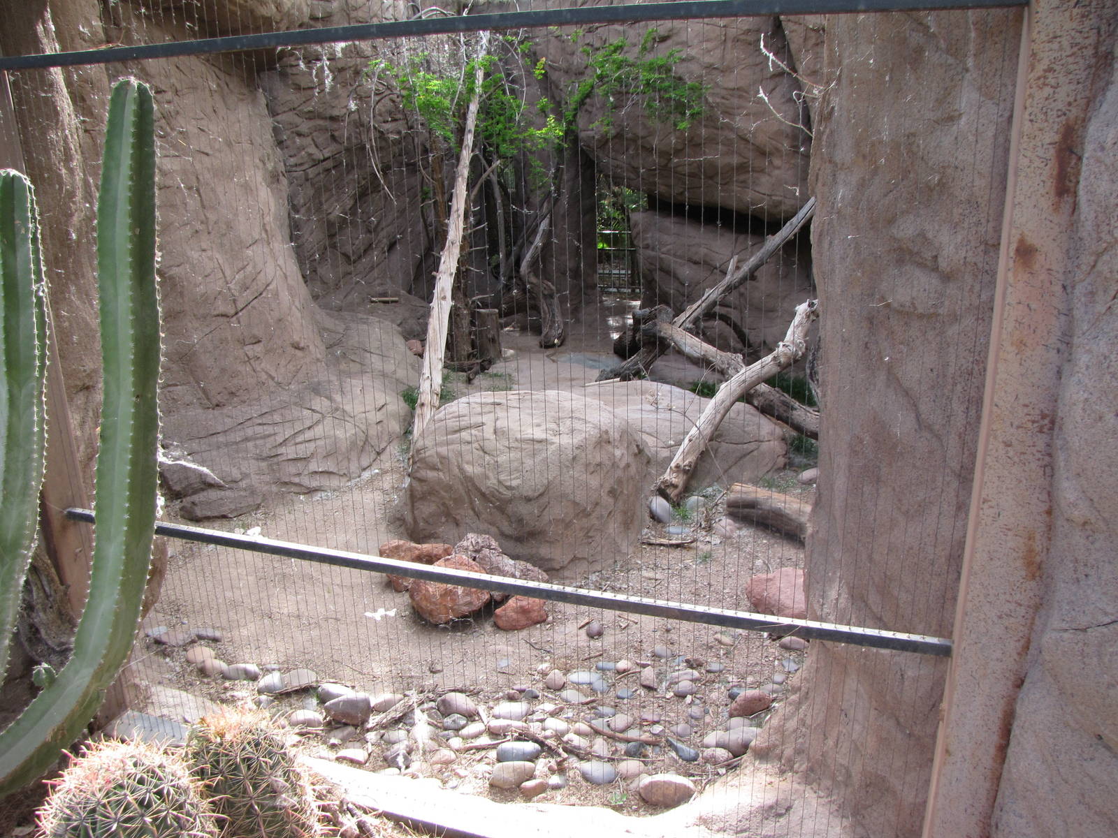 Bobcat Exhibit