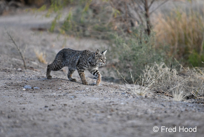 bobcat (female)