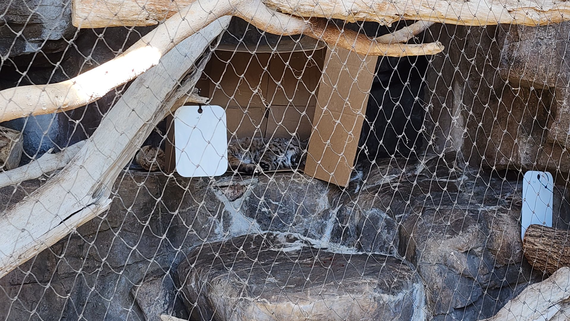 Bobcat (finally visible)