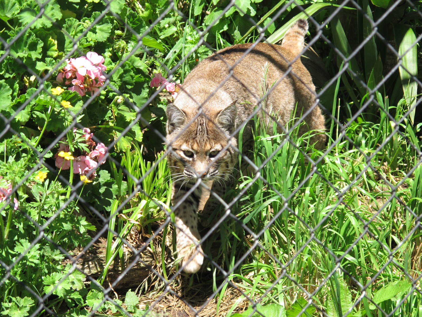 Bobcat - Franklin Zoo