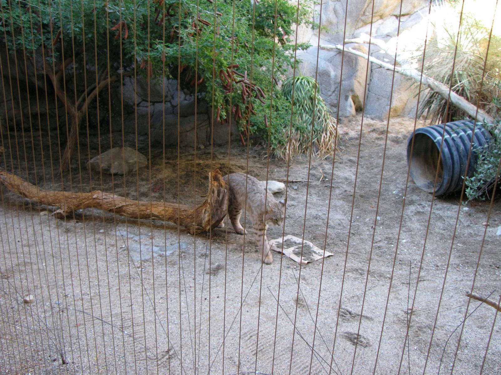 Bobcat Habitat