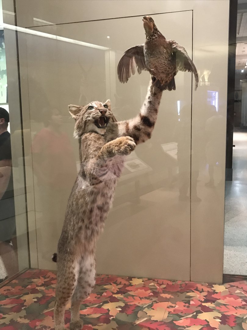 Bobcat hunting Northern Bobwhite