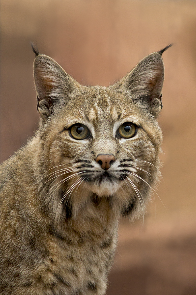 Bobcat in Burgers' Desert, 4/27/14