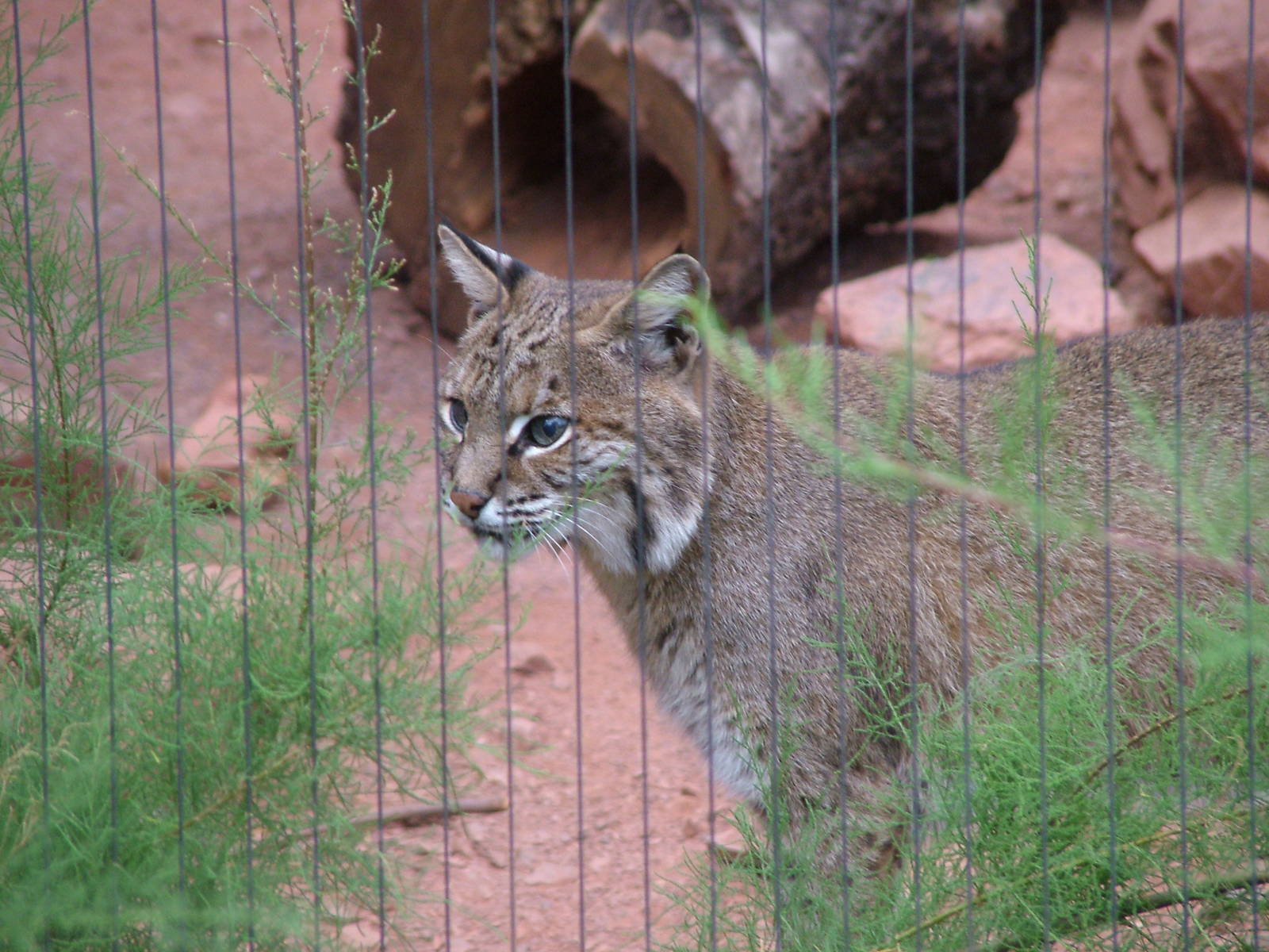 Bobcat in Burgers Desert at Burgers Zoo Arnhem, 29/08/10