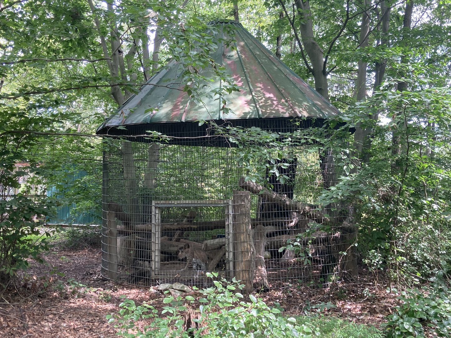 Bobcat in corn crib cage