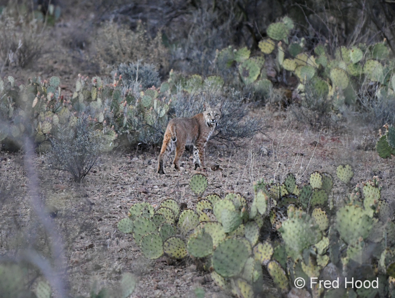 bobcat (in the wild)