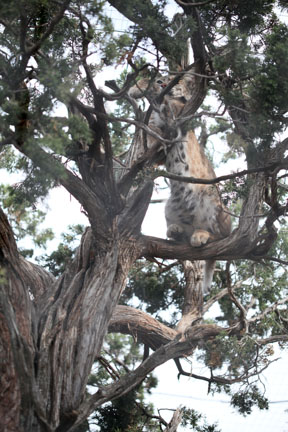 bobcat in tree