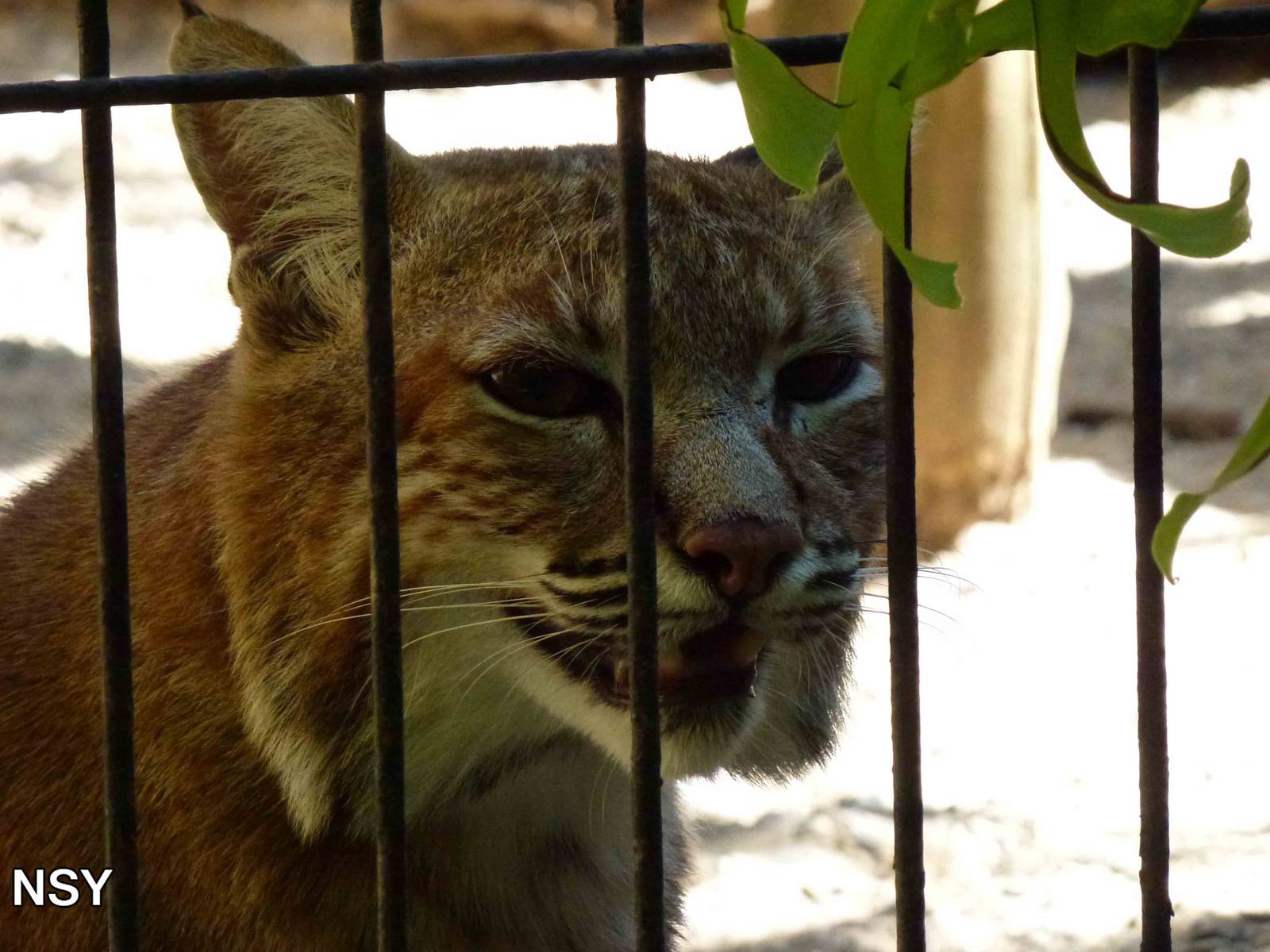 Bobcat, July 2013.