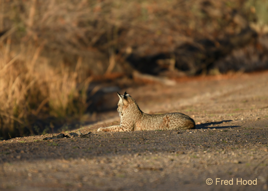bobcat kitten at sunrise