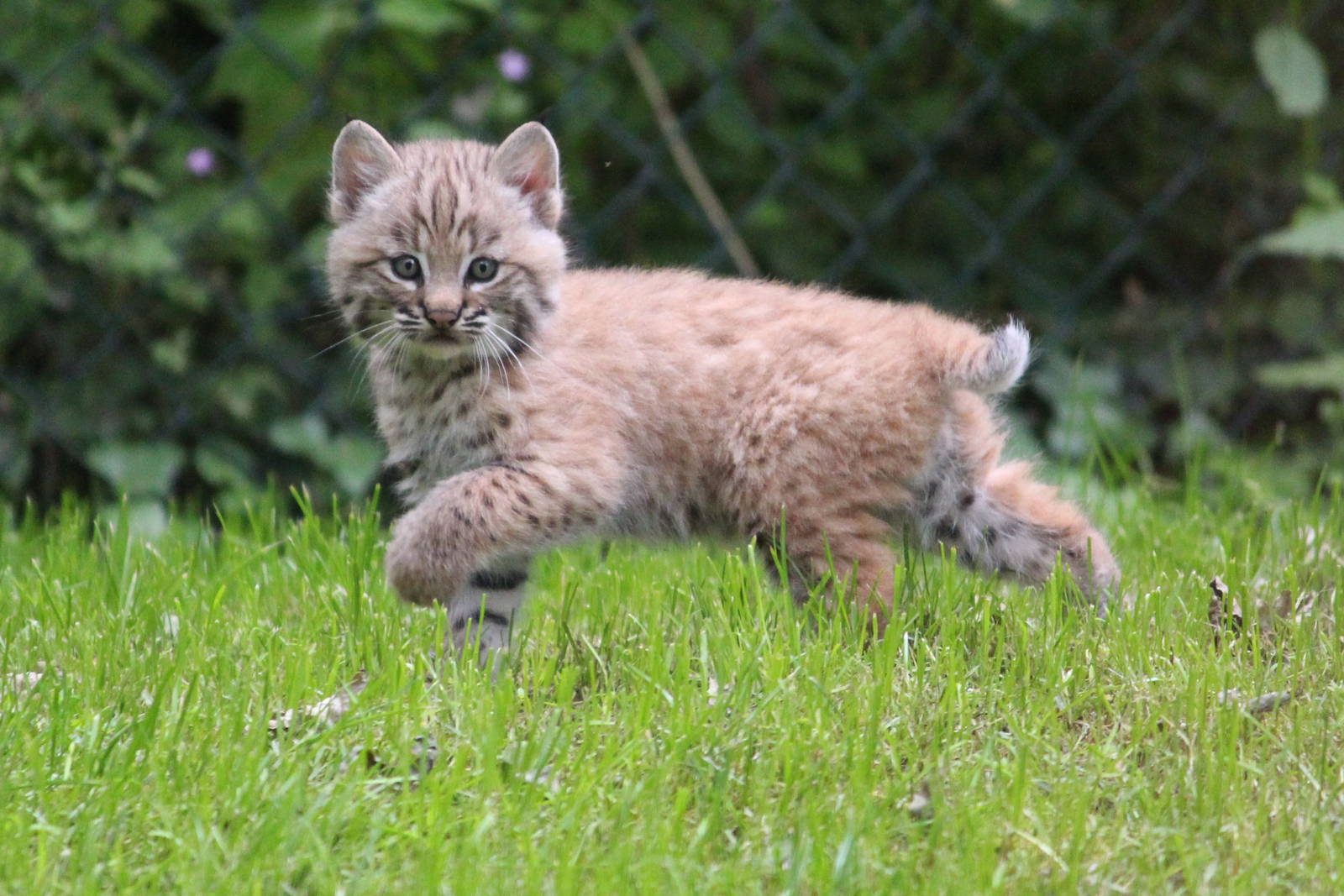 Bobcat kitten, July 2013