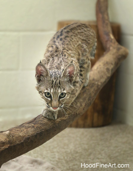bobcat kitten