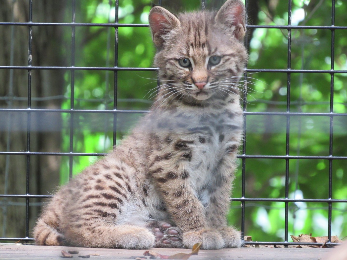 Bobcat kitten