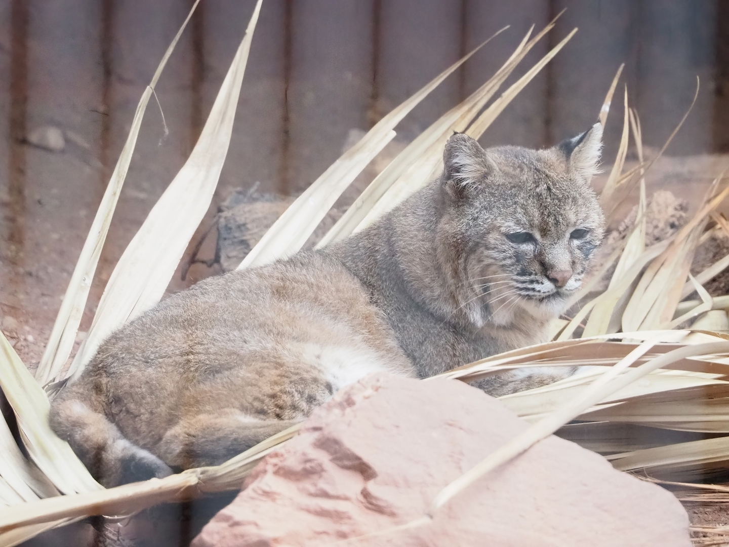 Bobcat (Lynx rufus), 2023-10-07