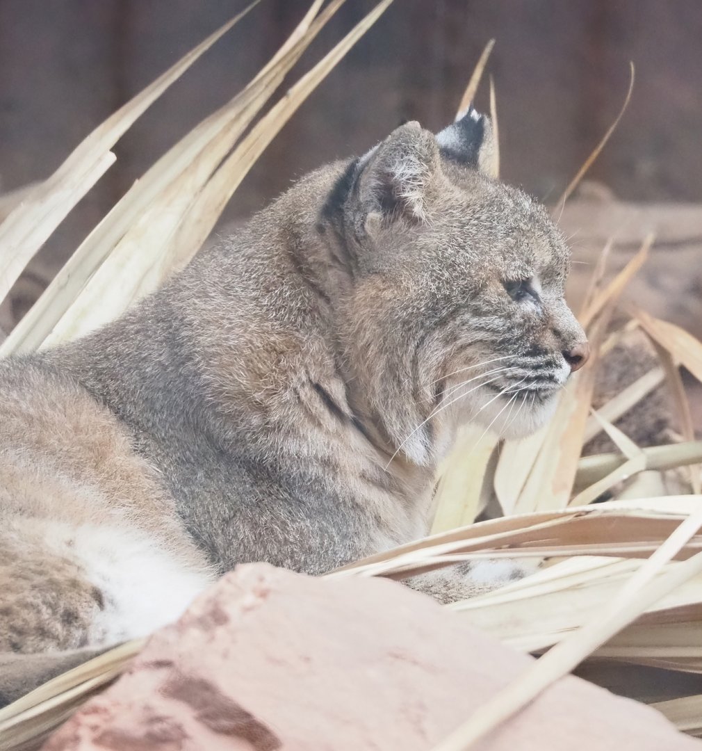 Bobcat (Lynx rufus), 2023-10-07