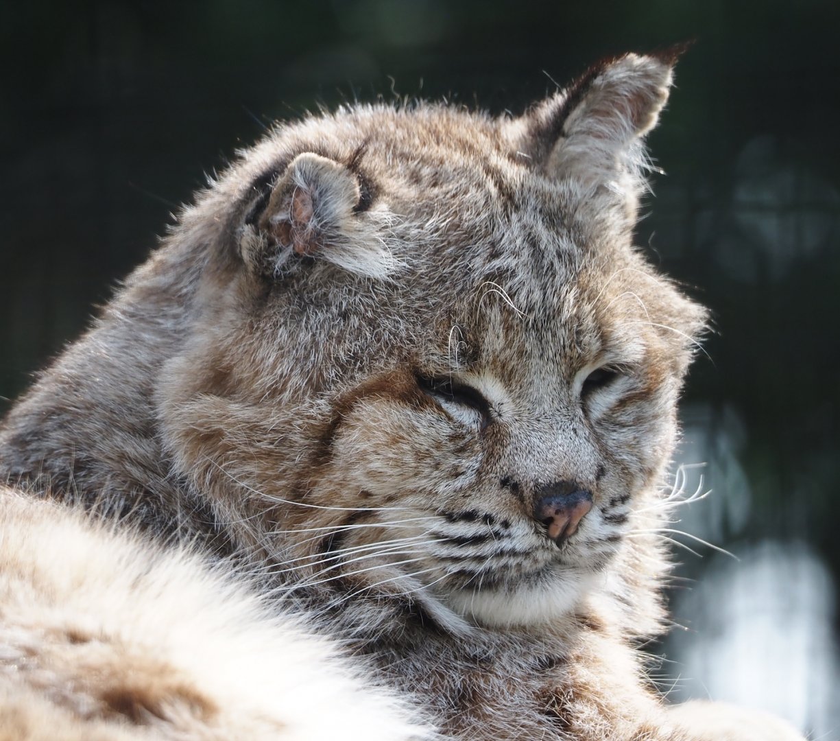 Bobcat (Lynx rufus), 2024-05-11