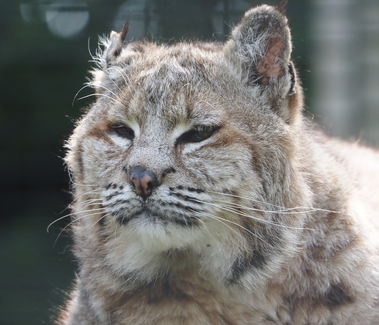 Bobcat (Lynx rufus), 2024-05-11