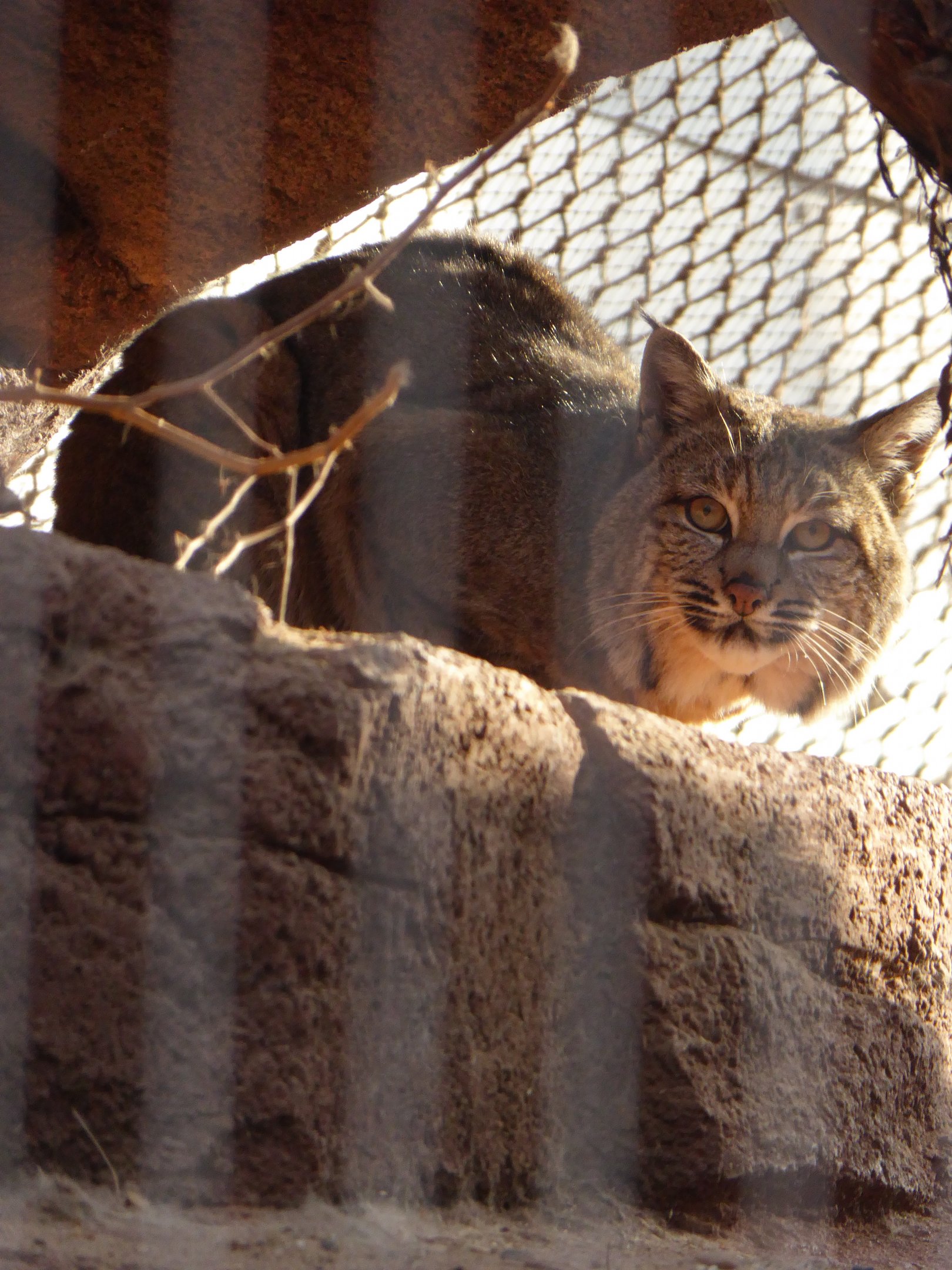 Bobcat (Lynx rufus) at Burger's Zoo - 7th February 2018