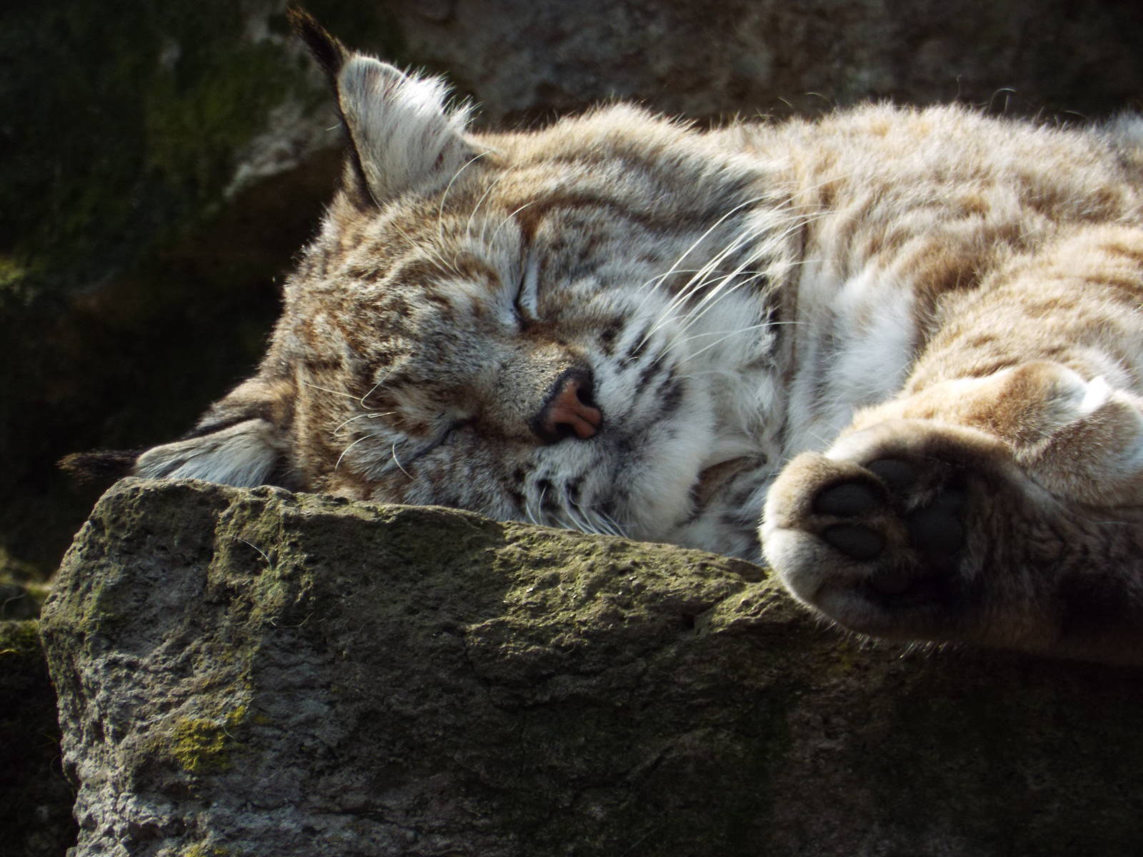 Bobcat (Lynx rufus) at Tierpark Berlin - 3 April 2014