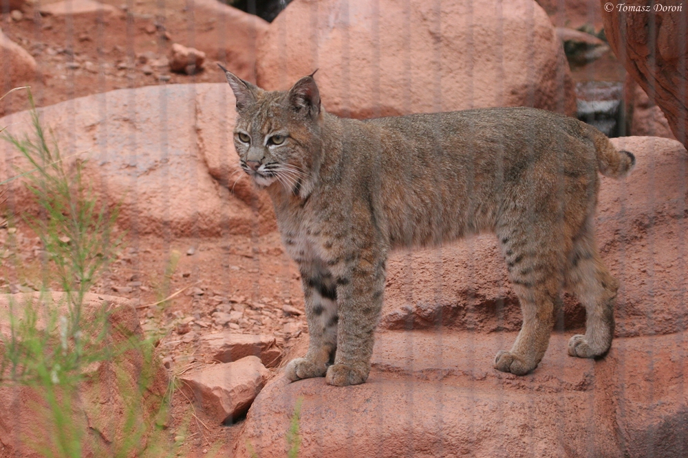 Bobcat (Lynx rufus)