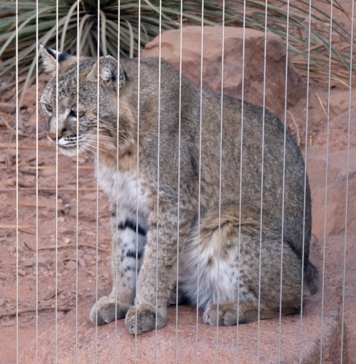 Bobcat (Lynx rufus)