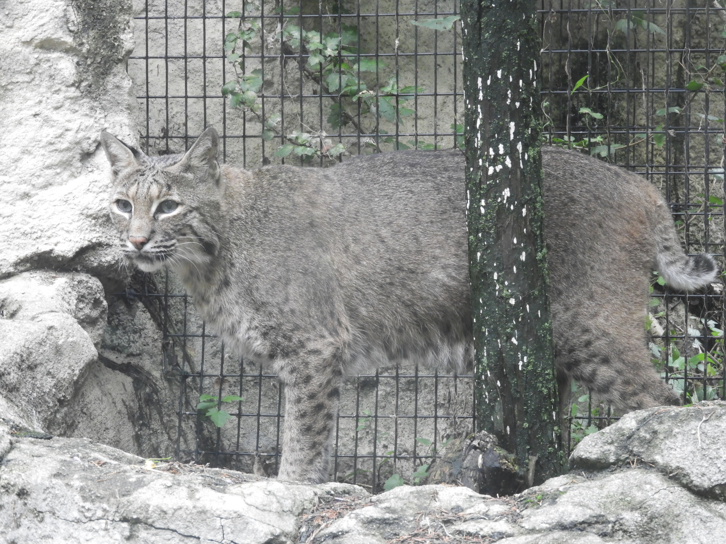 Bobcat (Lynx rufus)