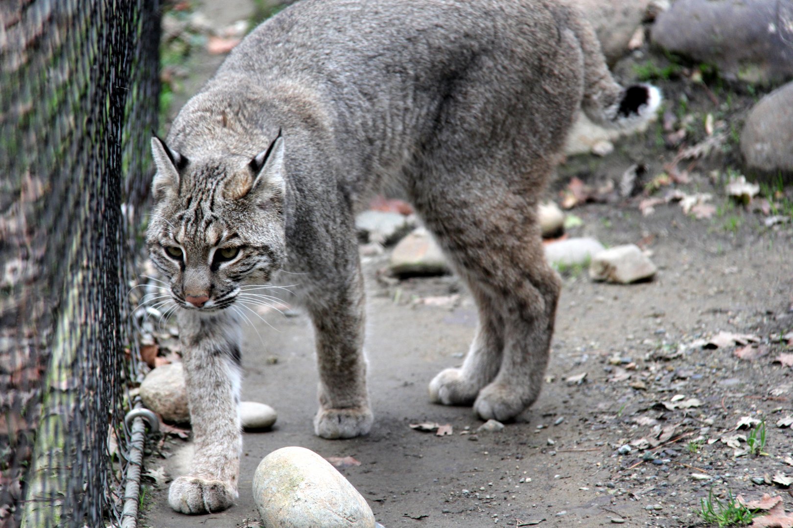 bobcat (Lynx rufus)