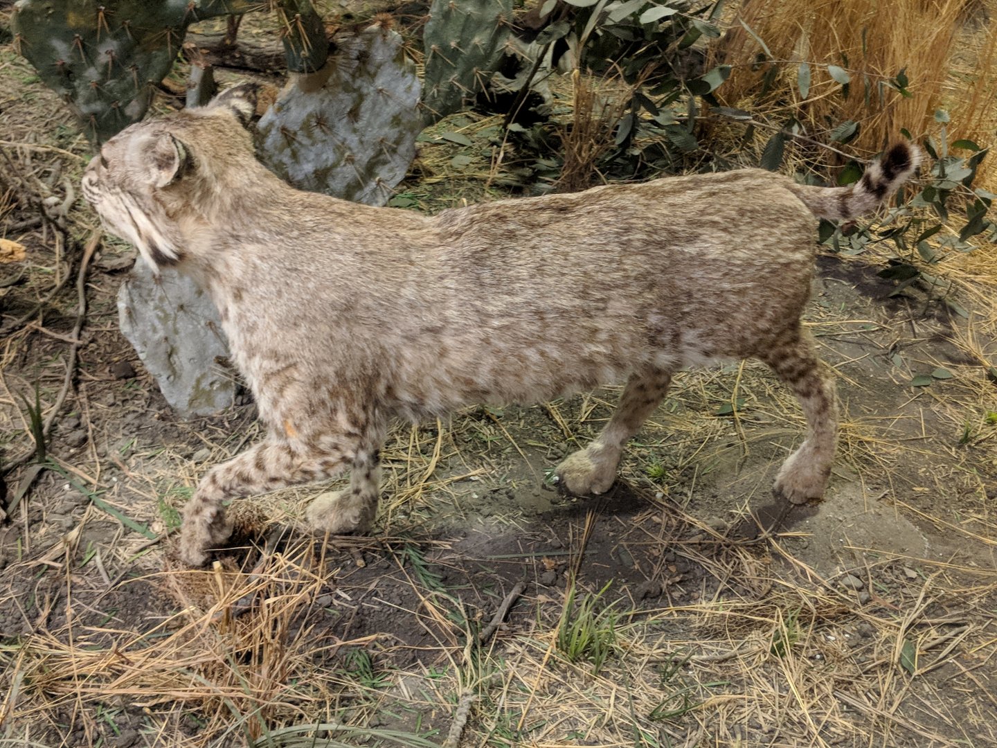 Bobcat (Lynx rufus)