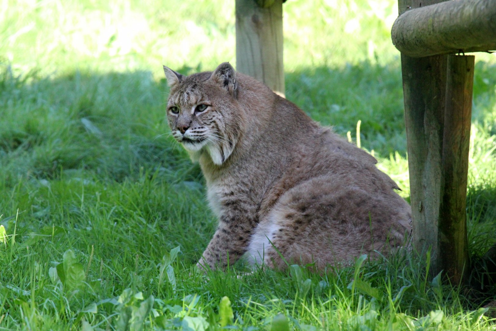 bobcat (Lynx rufus)