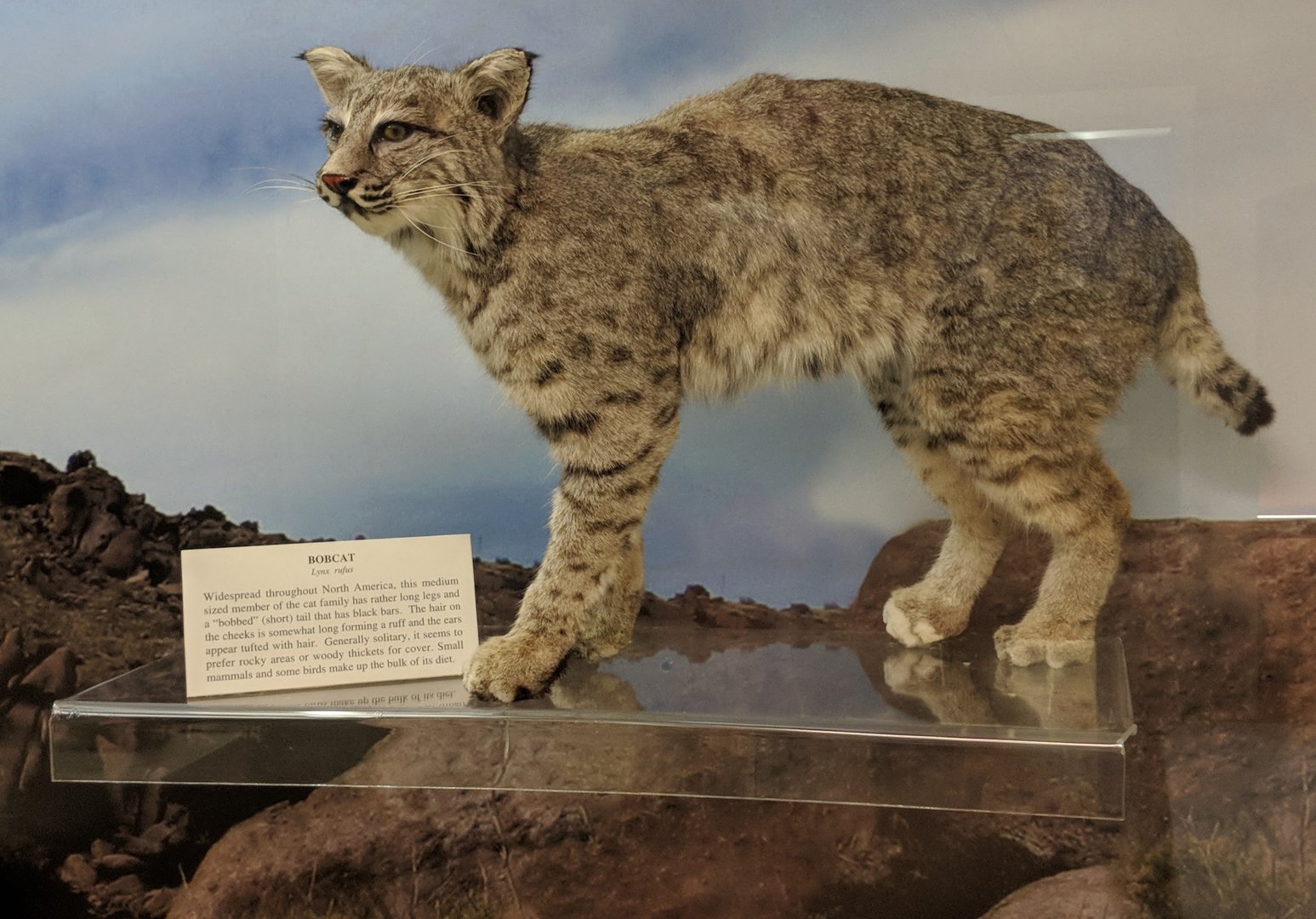 Bobcat (Lynx rufus)