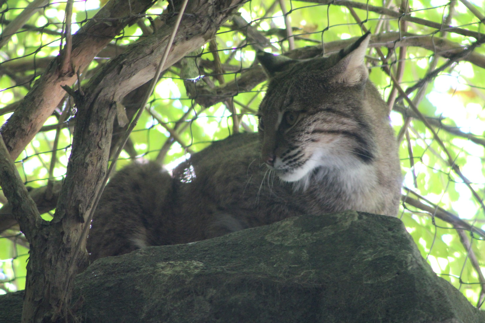 Bobcat (Lynx rufus)