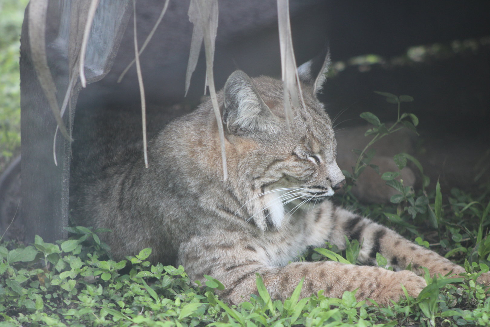 Bobcat (Lynx rufus)