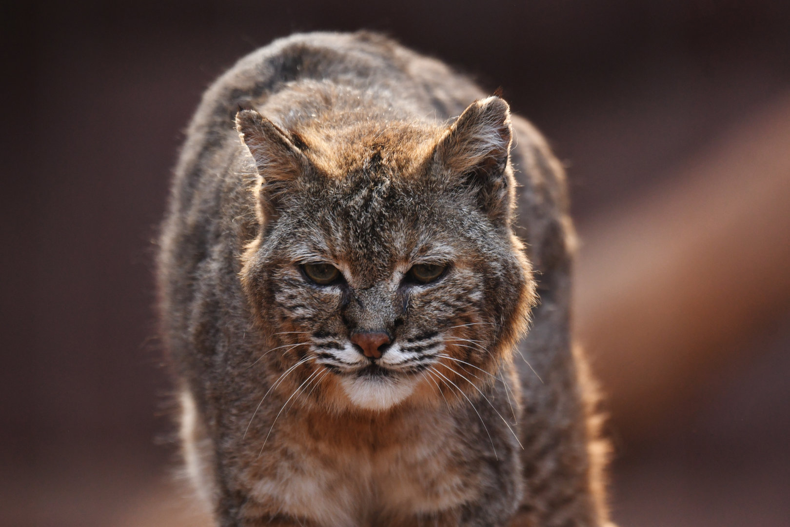Bobcat Lynx rufus