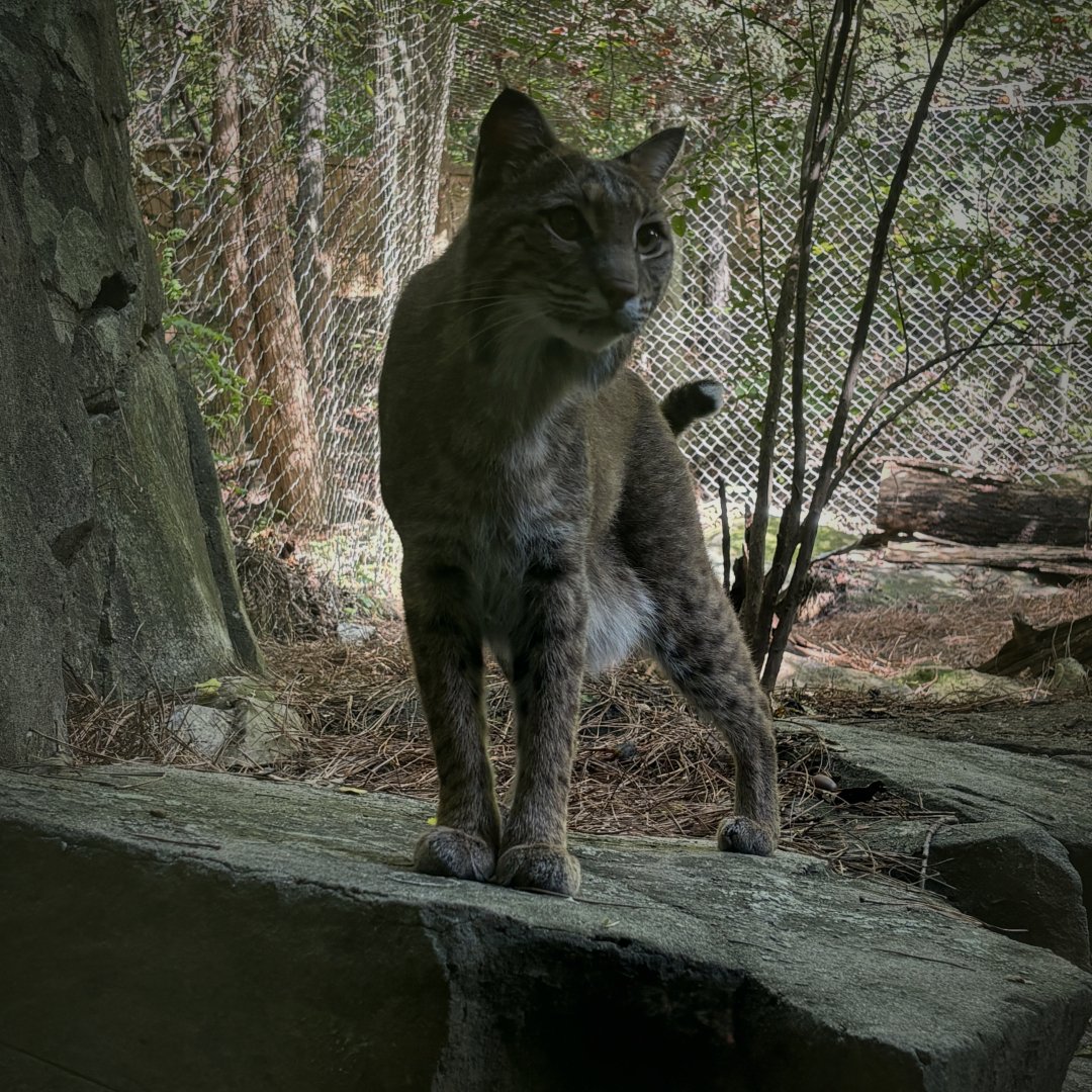 Bobcat (Lynx rufus)