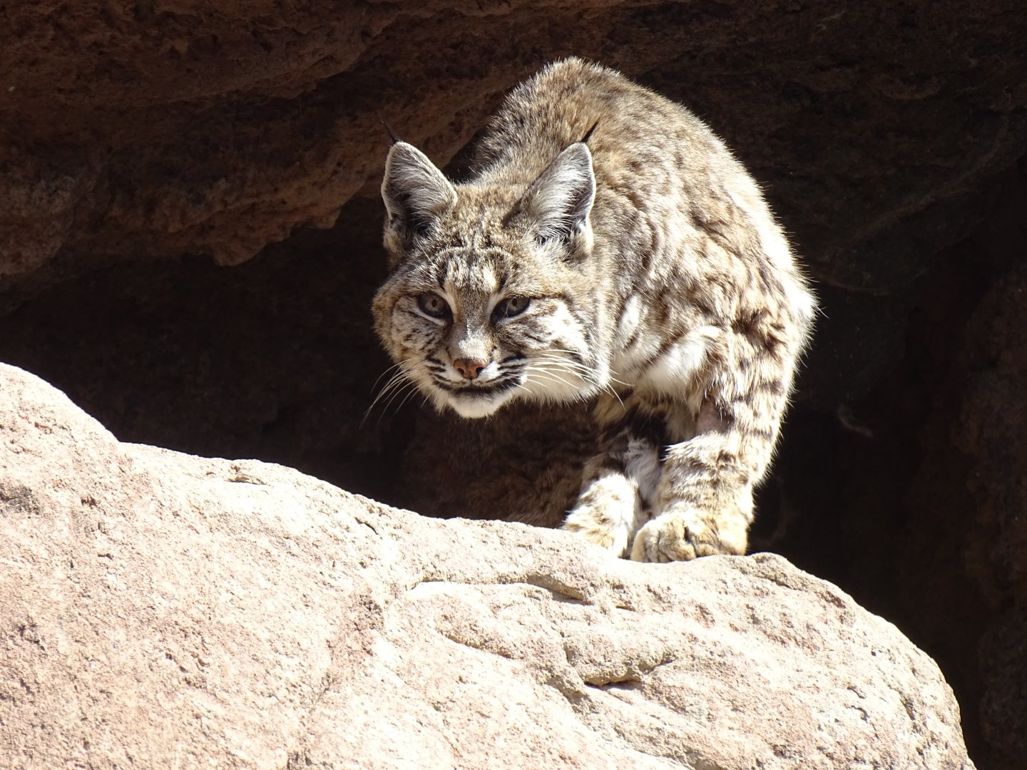Bobcat (Lynx rufus)