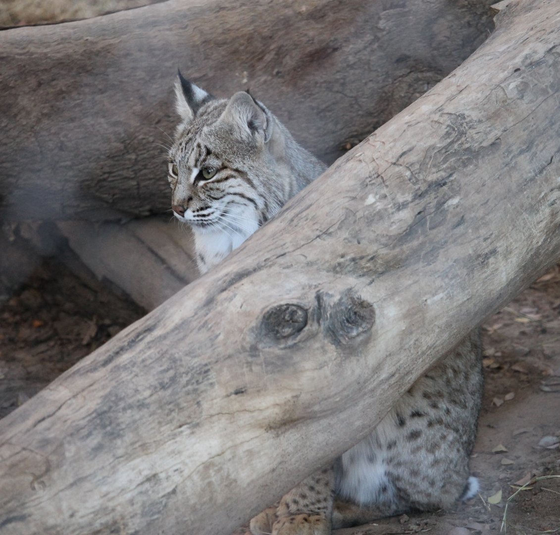 Bobcat (Lynx rufus)