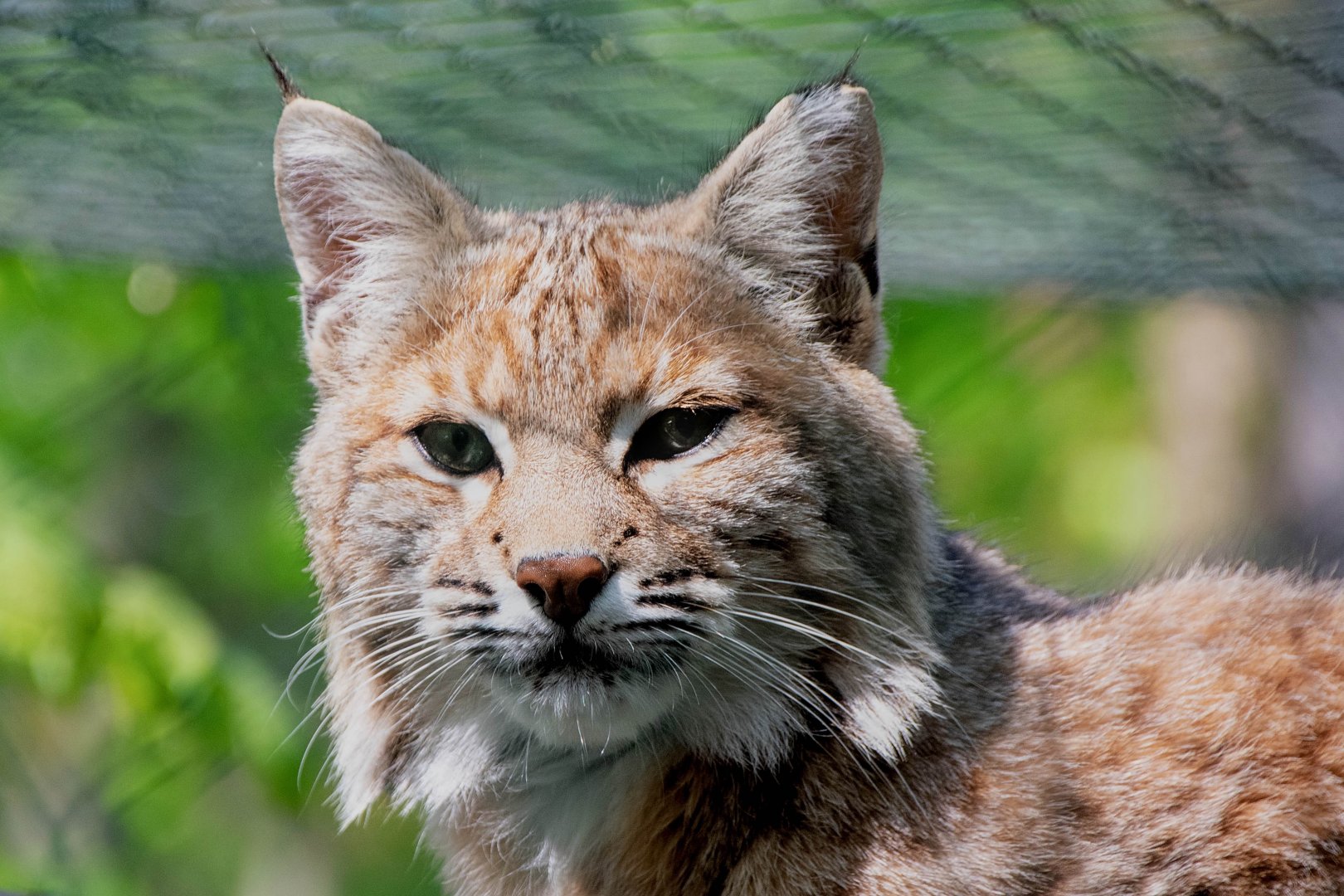 Bobcat (Lynx rufus)