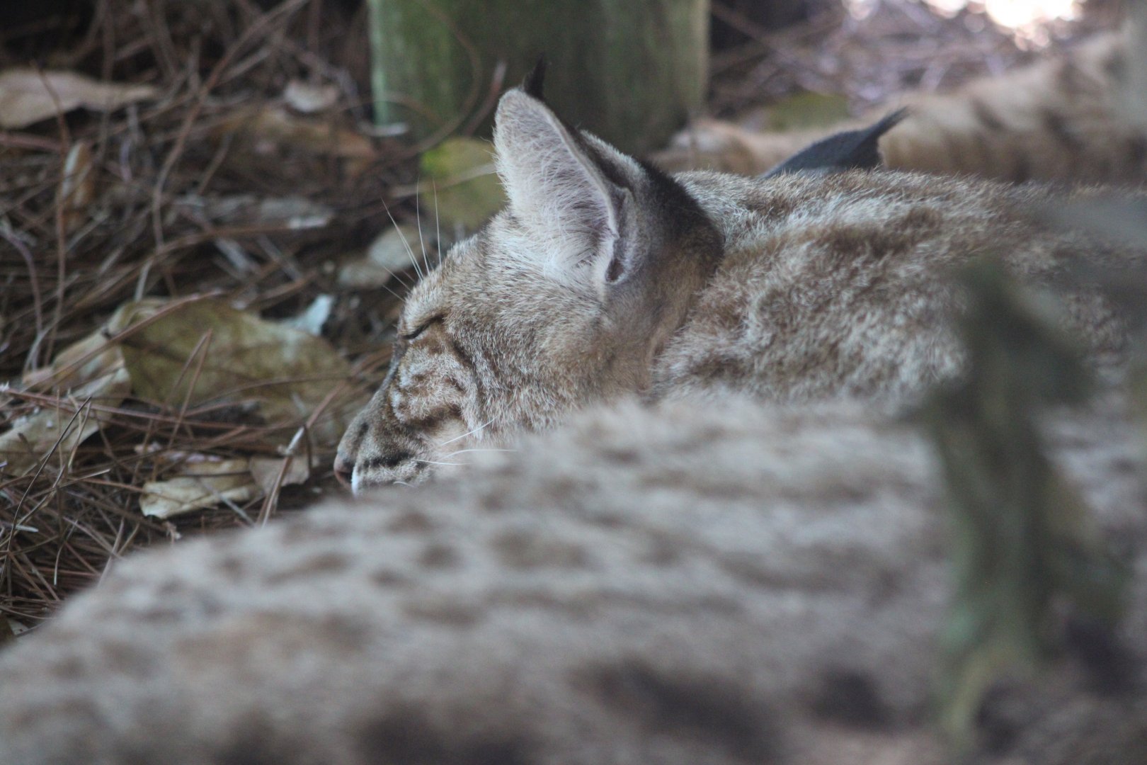 Bobcat (Lynx rufus)