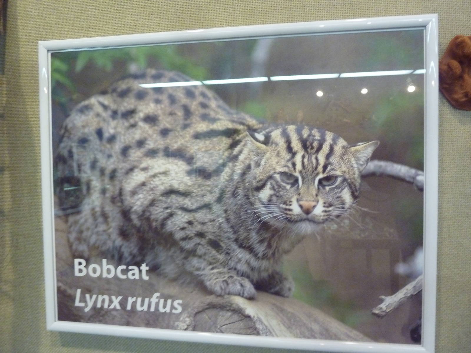 Bobcat?  (Maybe the aquarium should be FISHING for a different answer)
