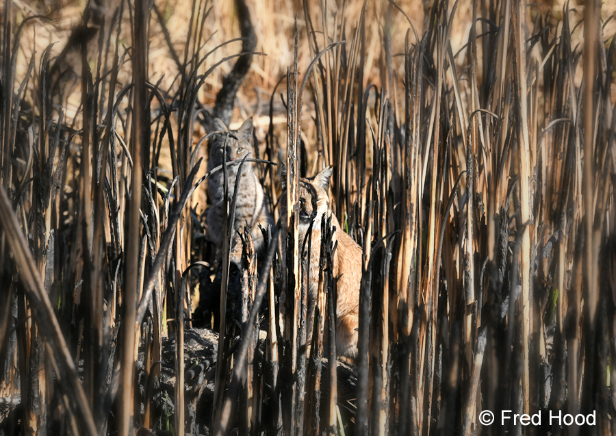 bobcat mother and kitten