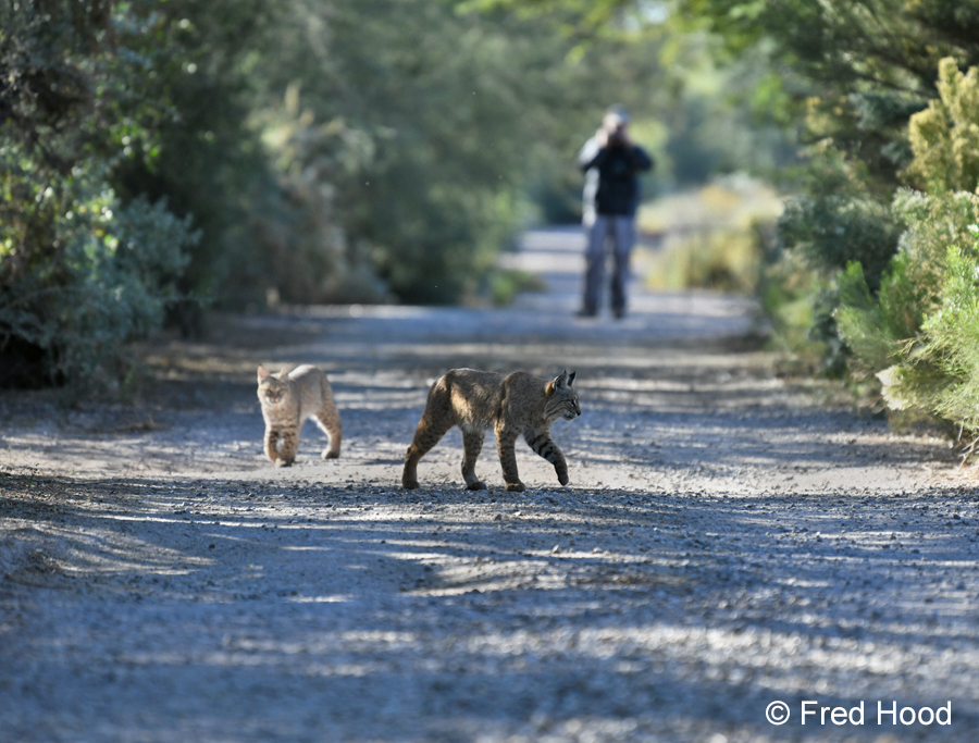 bobcat mother and kitten