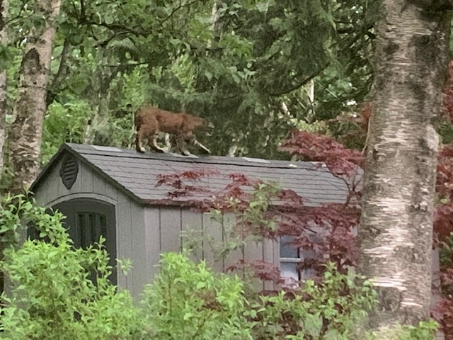 Bobcat (on shed in backyard)