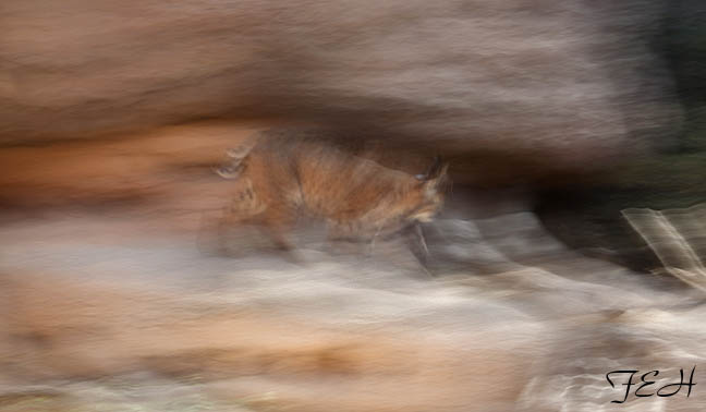 bobcat on the move
