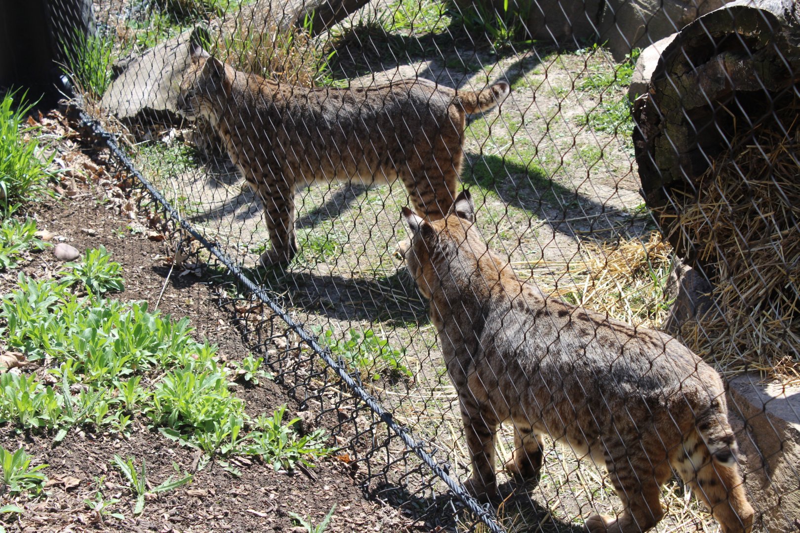 Bobcat Pair - Wilds of Illinois
