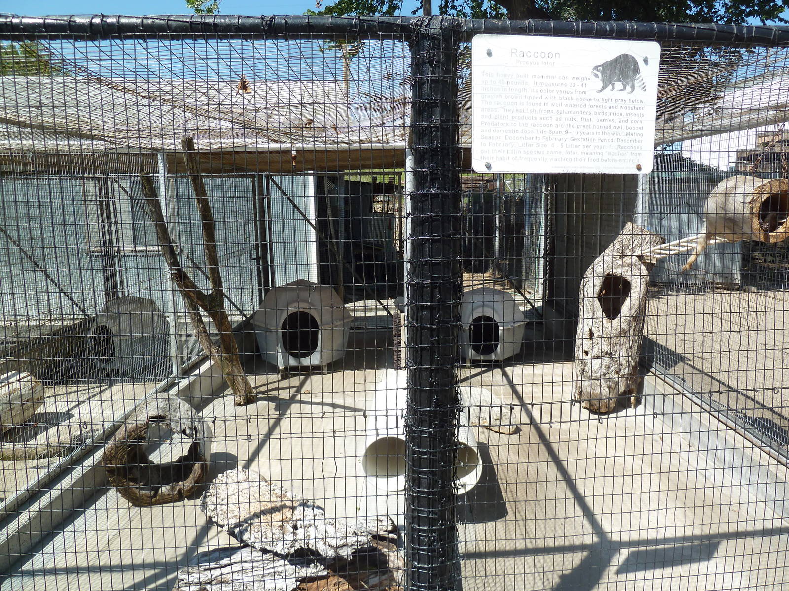 Bobcat + Raccoon Cages