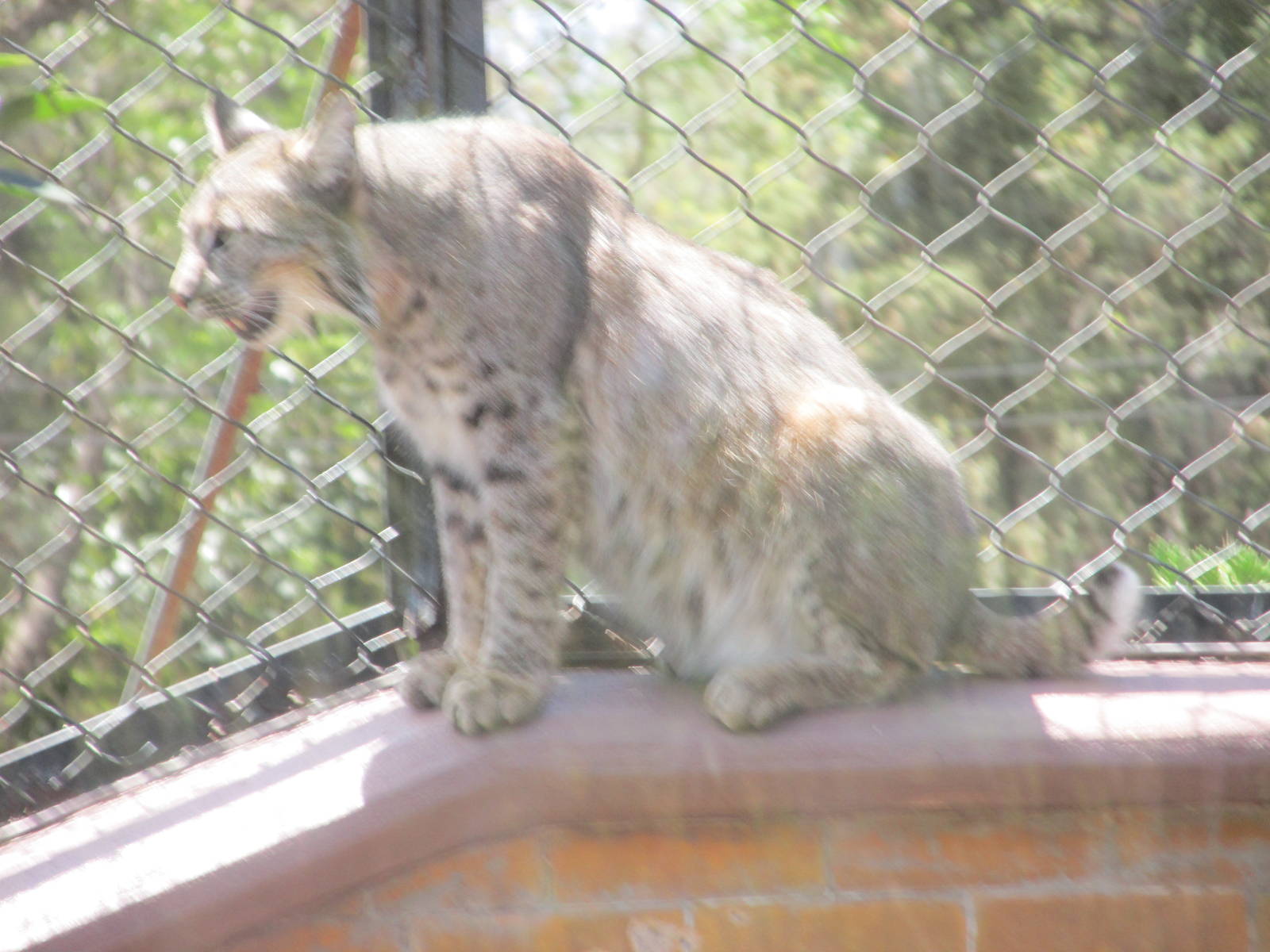 bobcat san juan de aragon zoo